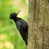 Datel cerny - Dryocopus martius - Black Woodpecker 5644